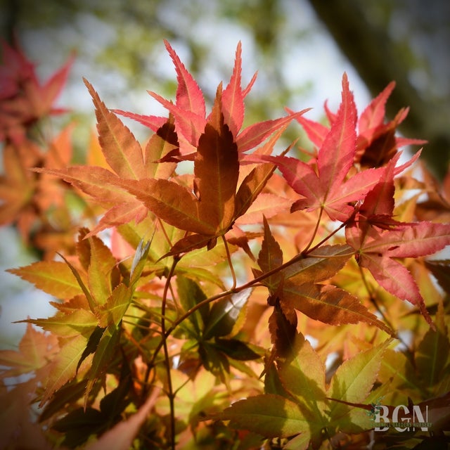Japanese Maples in Granite Bay | Bushnell Gardens Nursery