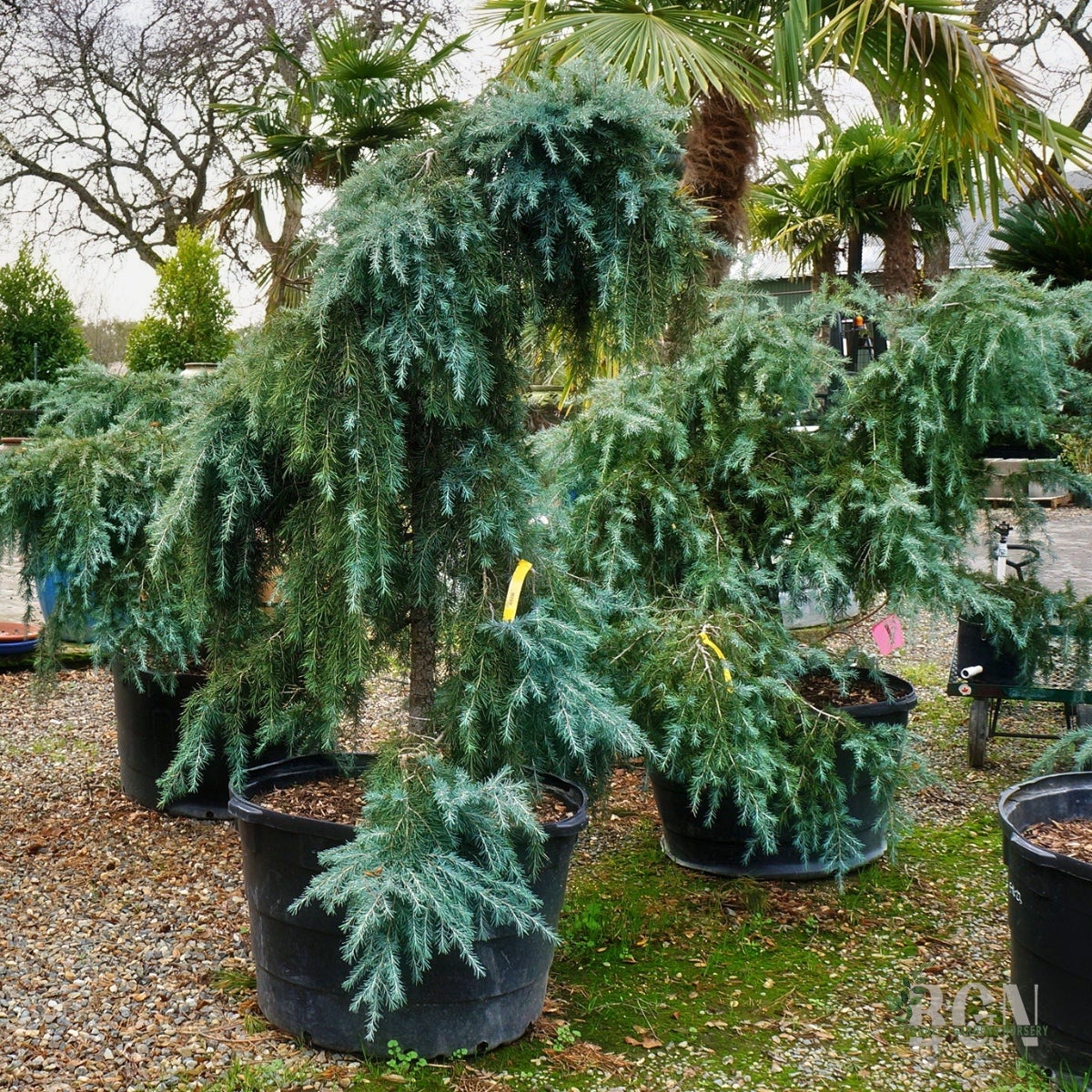 Cedrus deodara 'Feelin' Blue' #65 – Low Spreading Blue Cedar