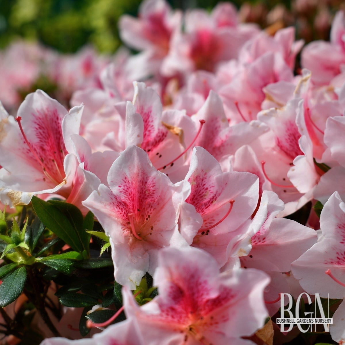 ピオヌンナルガーデンピンク Azalea indica 'Pink Bubbles' – Pink Blooming Evergreen Azalea
