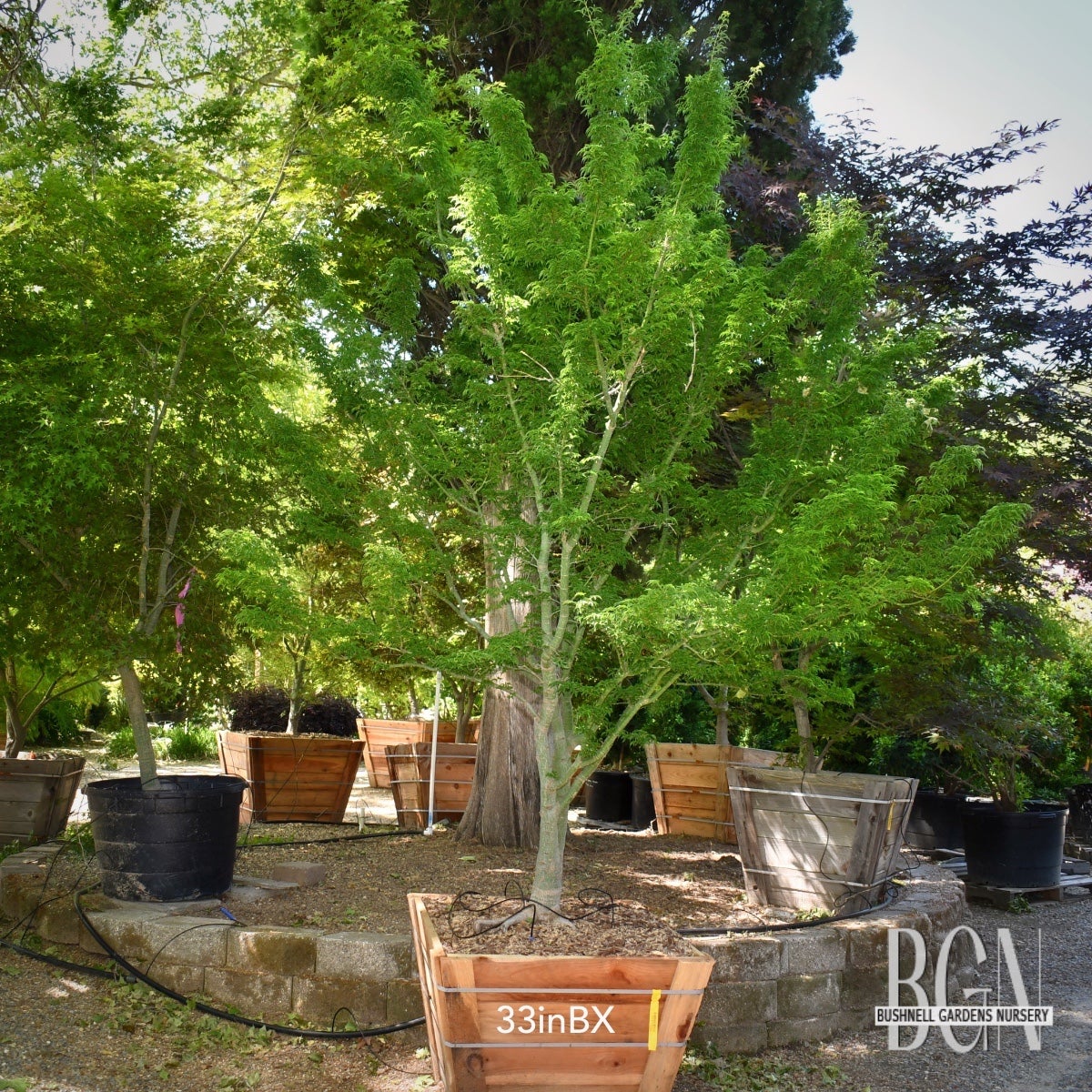 Acer palmatum 'Shishigashira' – Compact Lion's Head Japanese Maple