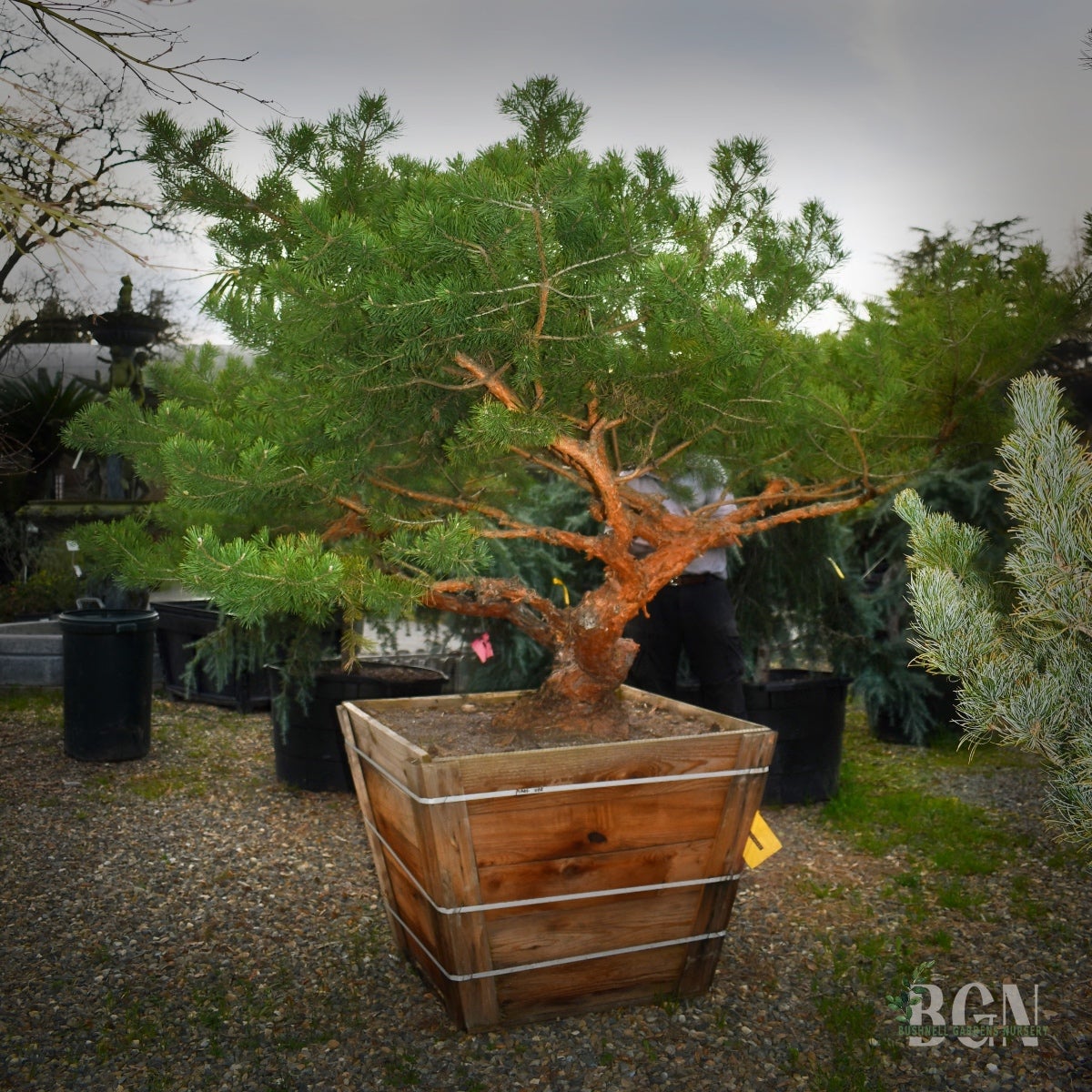 Pinus sylvestris 'Hillside Creeper' 36inBX – Spreading Scots Pine