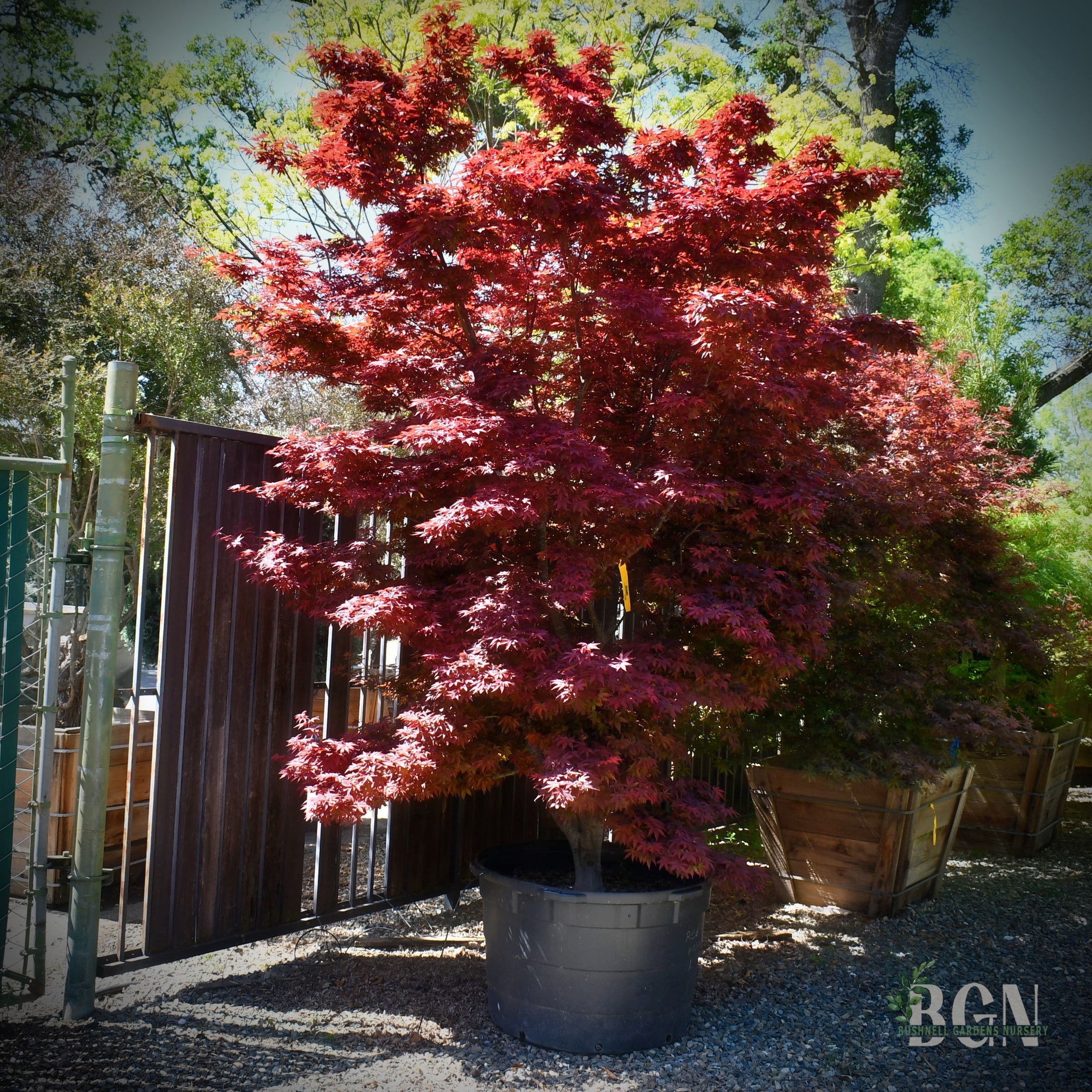 その他 red tree 1 gal. Twombly's Red Sentinel Deciduous Columnar Japanese Maple