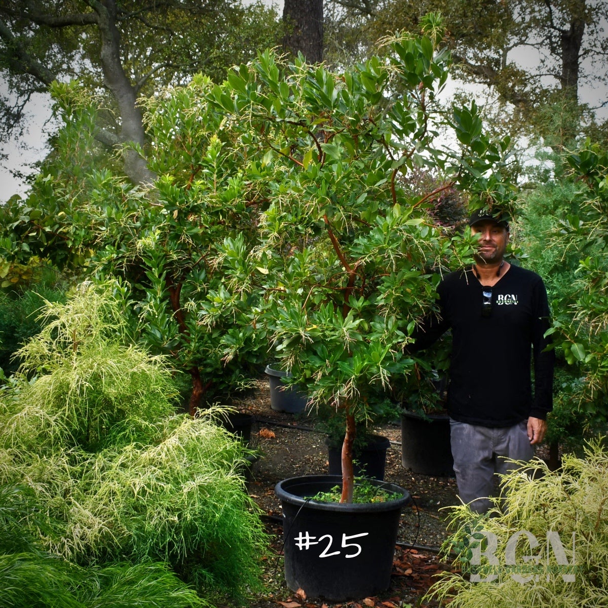 Arbutus 'Marina' STD #25 – Tree Form Strawberry Tree with Peeling