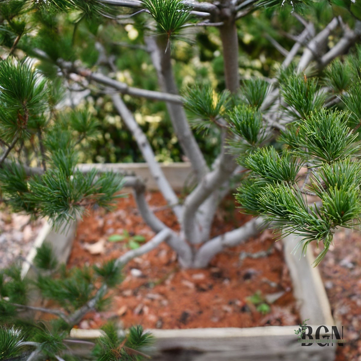 Pinus parviflora 'Ko-Ku-Ho' 30inBX – Petite Japanese White Pine