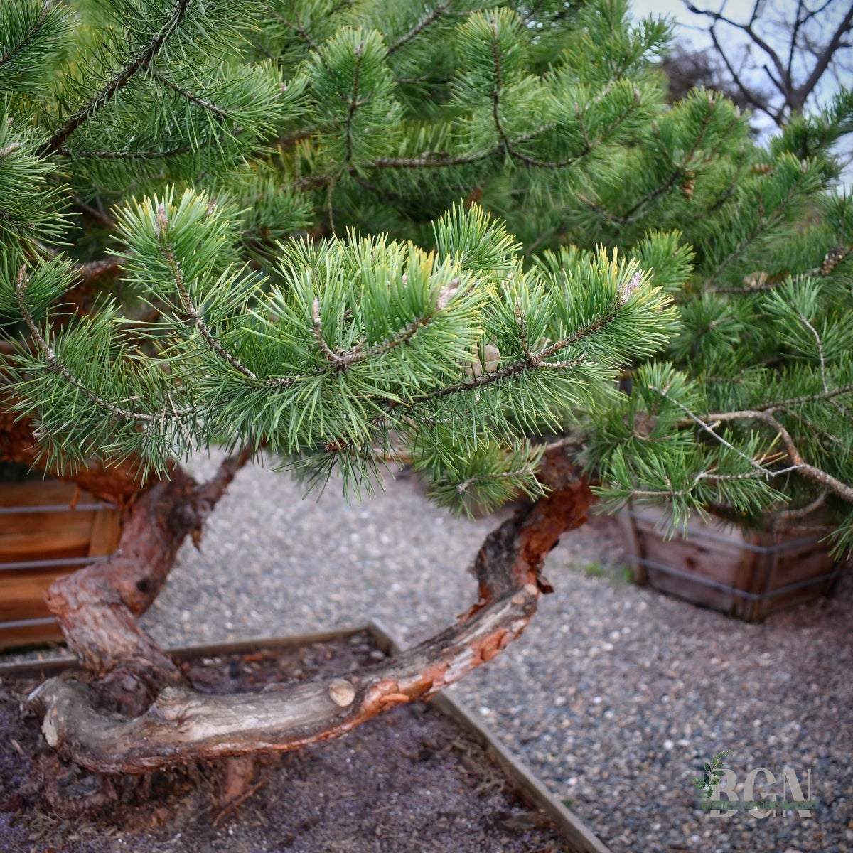 Pinus sylvestris 'Hillside Creeper' 36inBX – Spreading Scots Pine