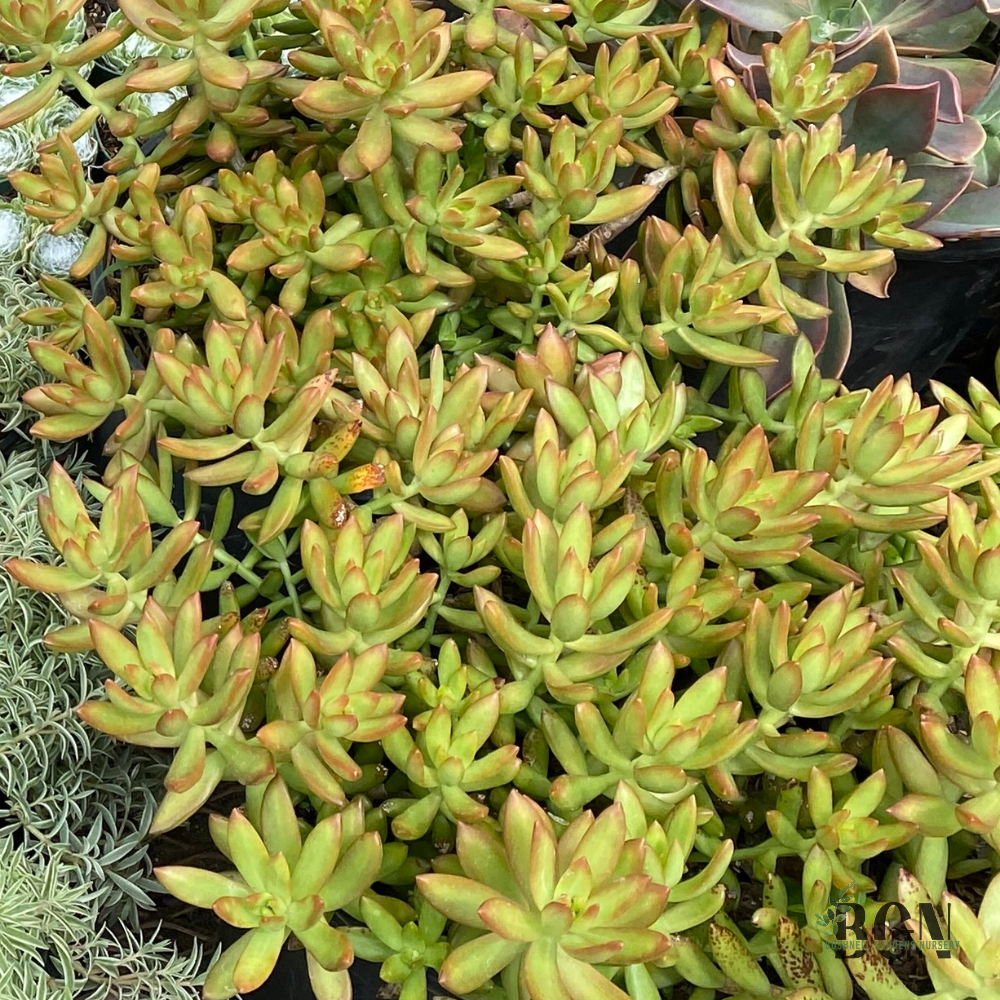 SUC Sedum adolphi 'Raym-Hamet'