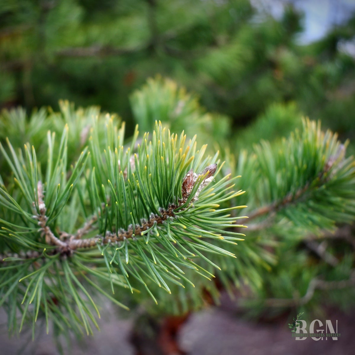Pinus sylvestris 'Hillside Creeper' 36inBX – Spreading Scots Pine