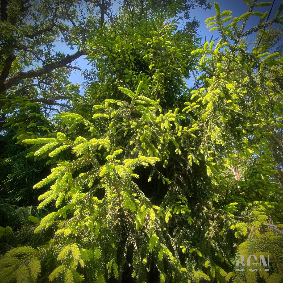 邦楽 Tree Picea orientalis 'Skylands' 36inBX – Golden Oriental Spruce for
