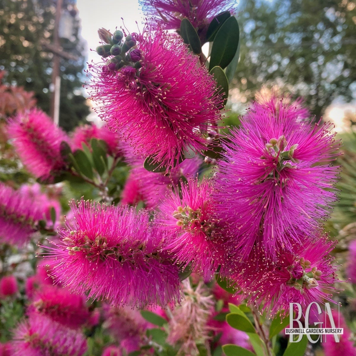 Callistemon 'Neon Pink'  Bright Pink Bottlebrush | Bushnell Gardens Nursery
