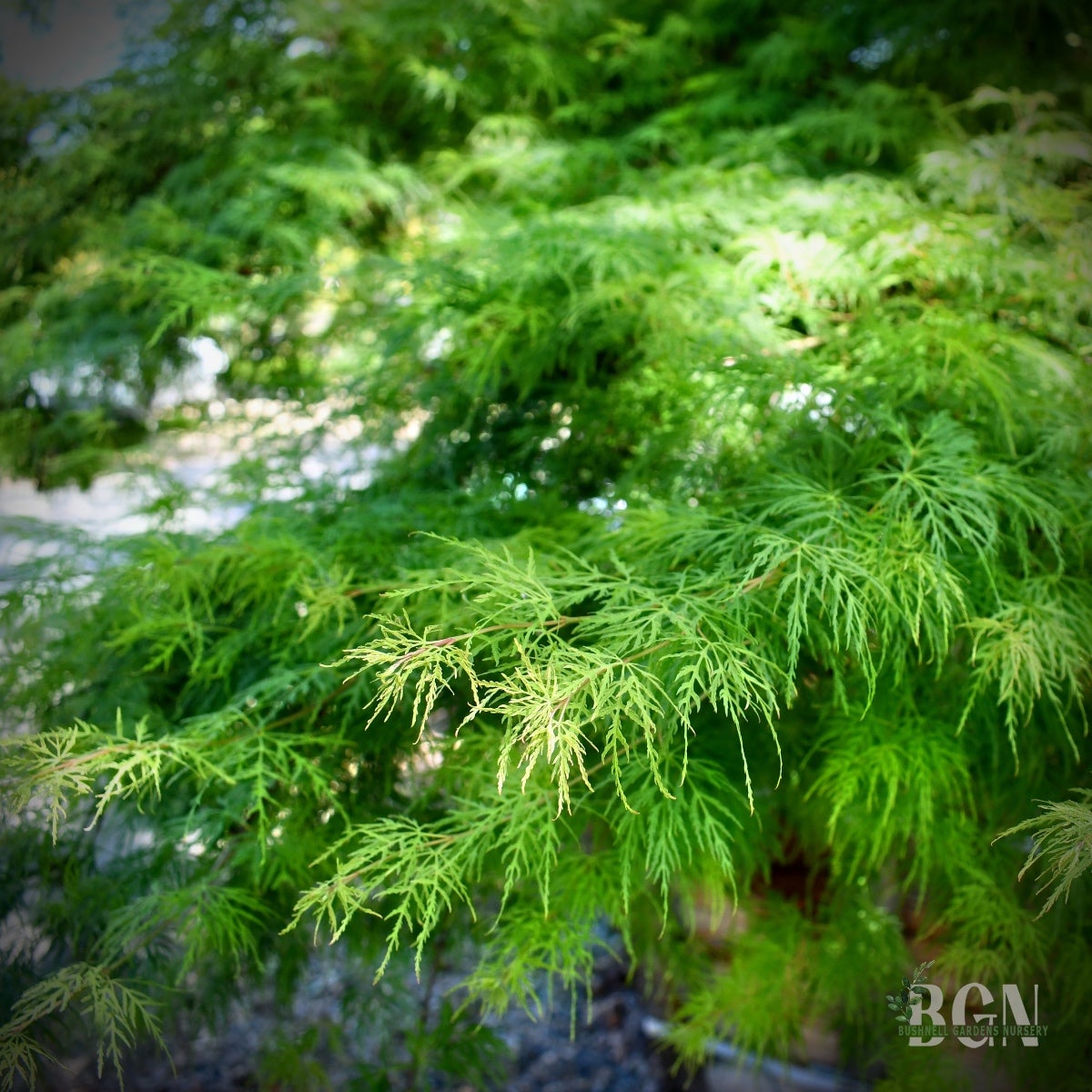 Acer palmatum var. dissectum 'Emerald Lace' – Graceful Weeping