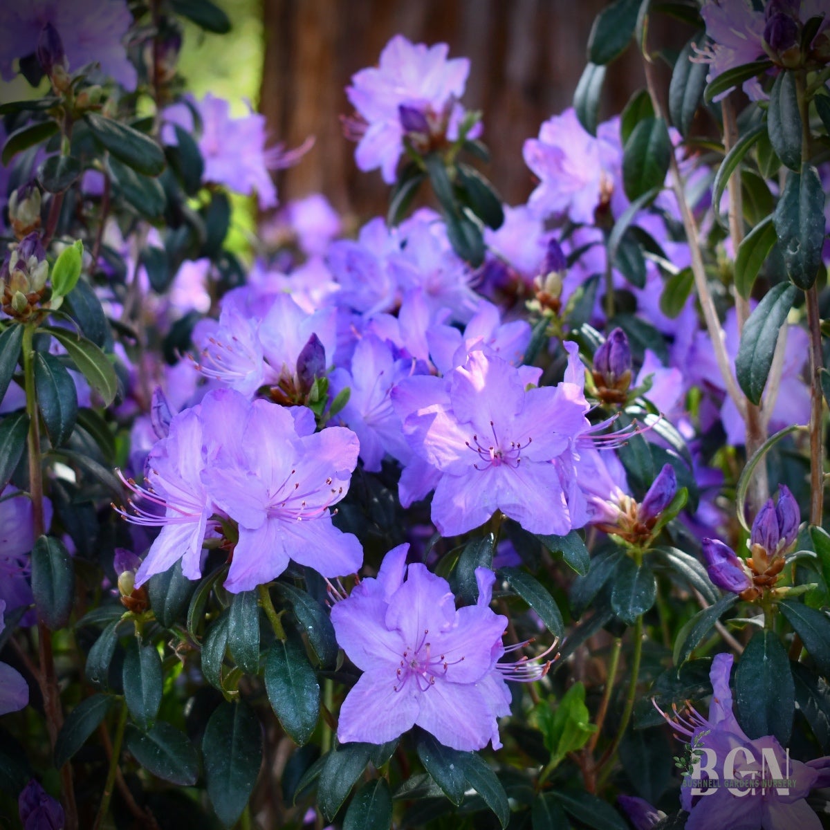 Rhododendron 'Blaney's Blue' #25 | Lavender-Blue Evergreen Rhododendron |  Bushnell Gardens Nursery