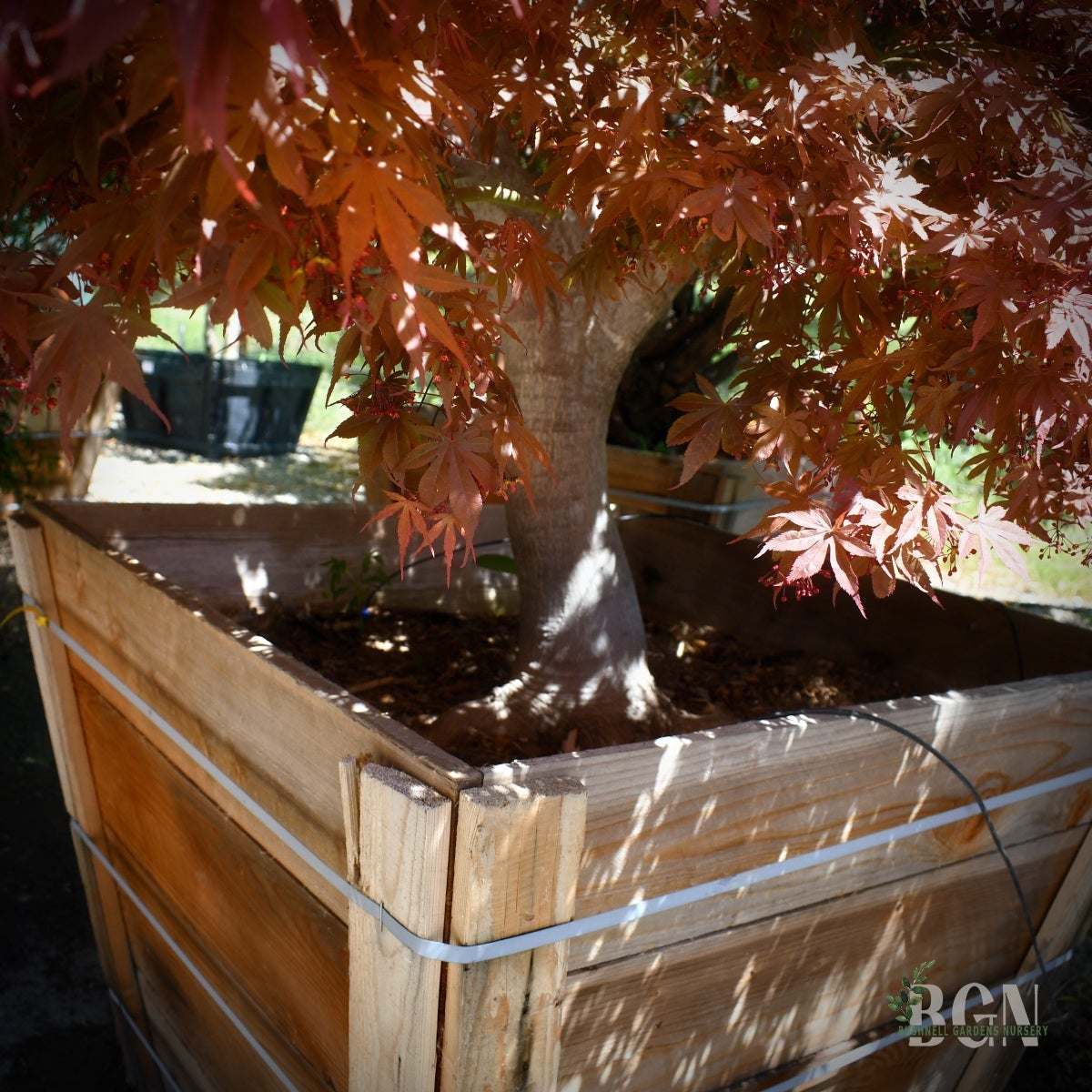 Acer palmatum 'Skeeter's Broom' – Red Japanese Maple | Bushnell