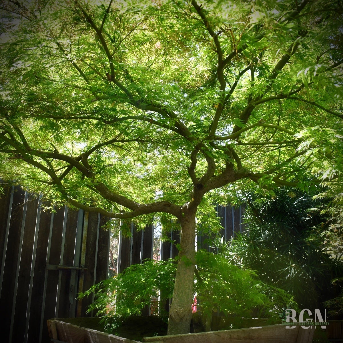 Acer palmatum dissectum 'Sekimori' – Elegant Green Weeping