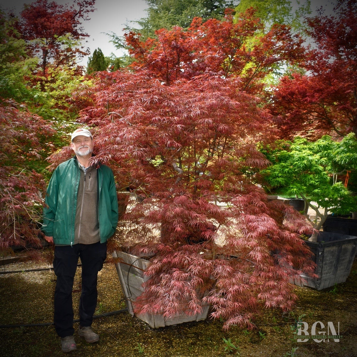 コバテンダー Acer palmatum 'Inaba shidare' – Mature Cascading Red Japanese