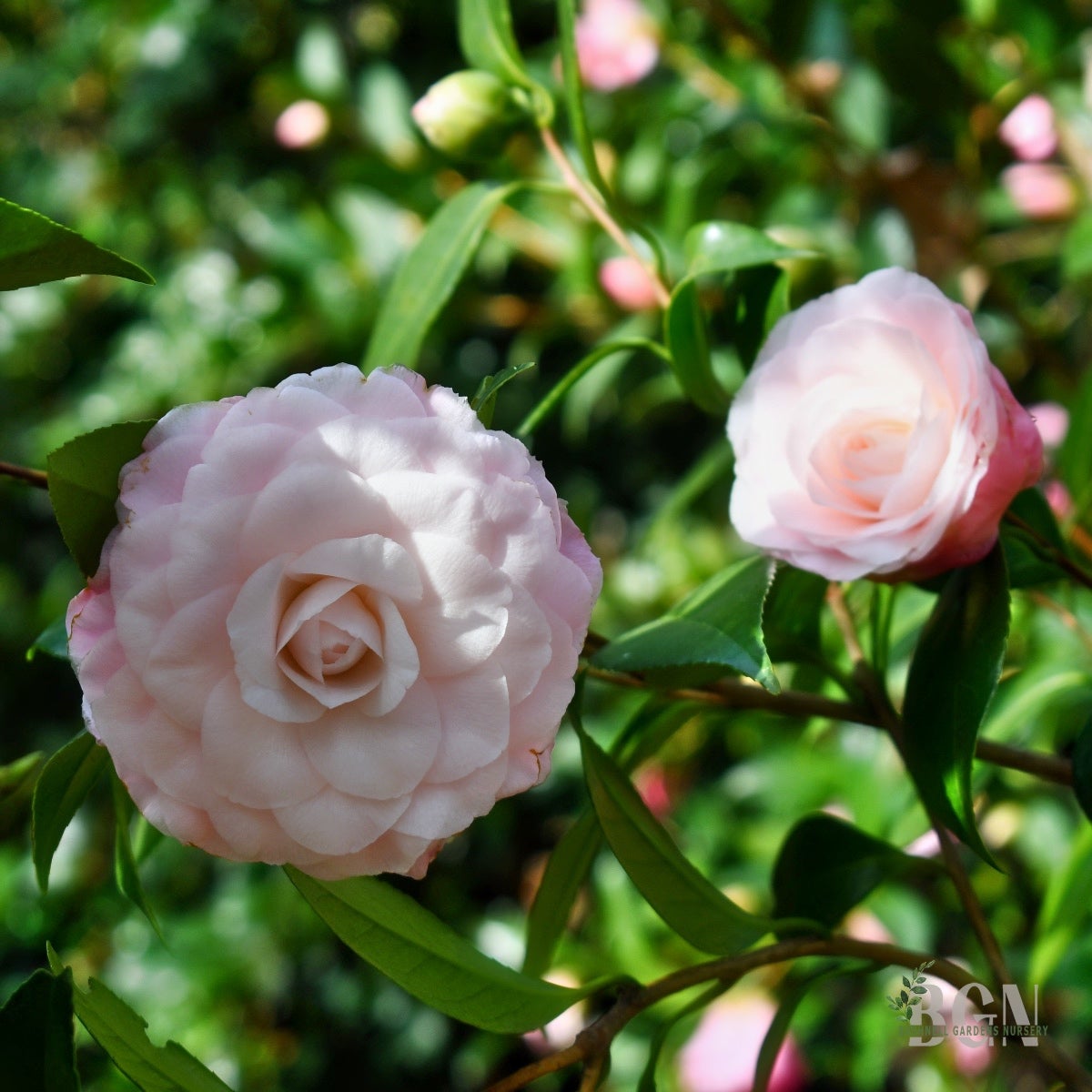 メリー花子 Camellia japonica 'Nuccio's Pearl' – Pink Japonica Camellia