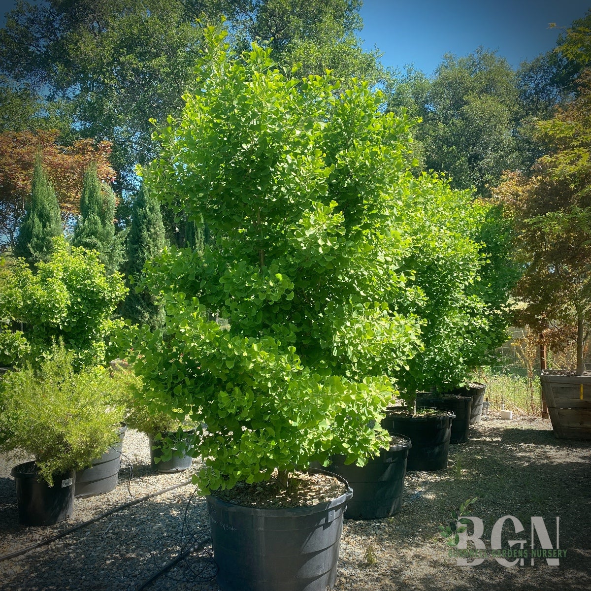 Ginkgo biloba 'Green Pagoda' #65 – Unique Upright Ginkgo with Rich