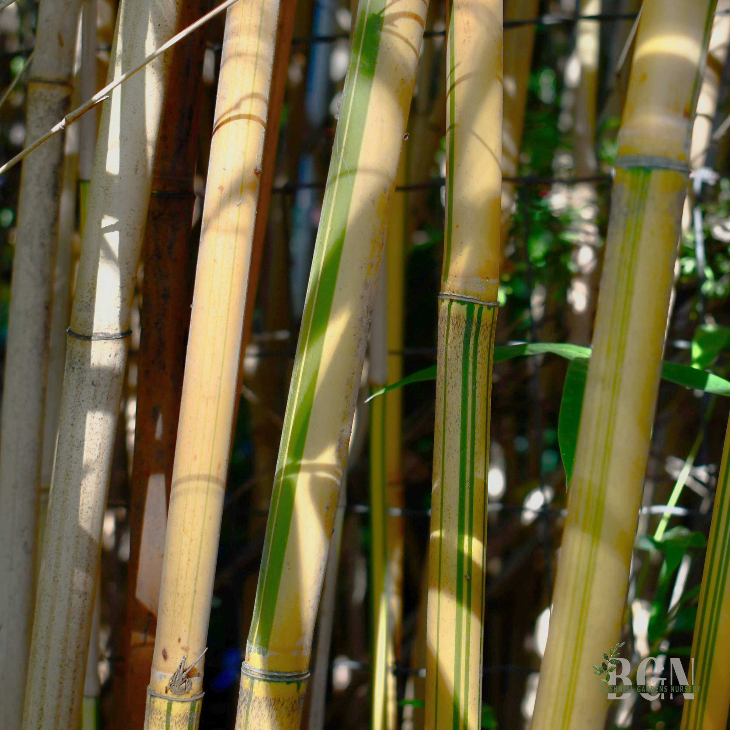 Bambusa multiplex 'Alphonse Karr'  Golden Clumping Bamboo | Bushnell  Gardens Nursery
