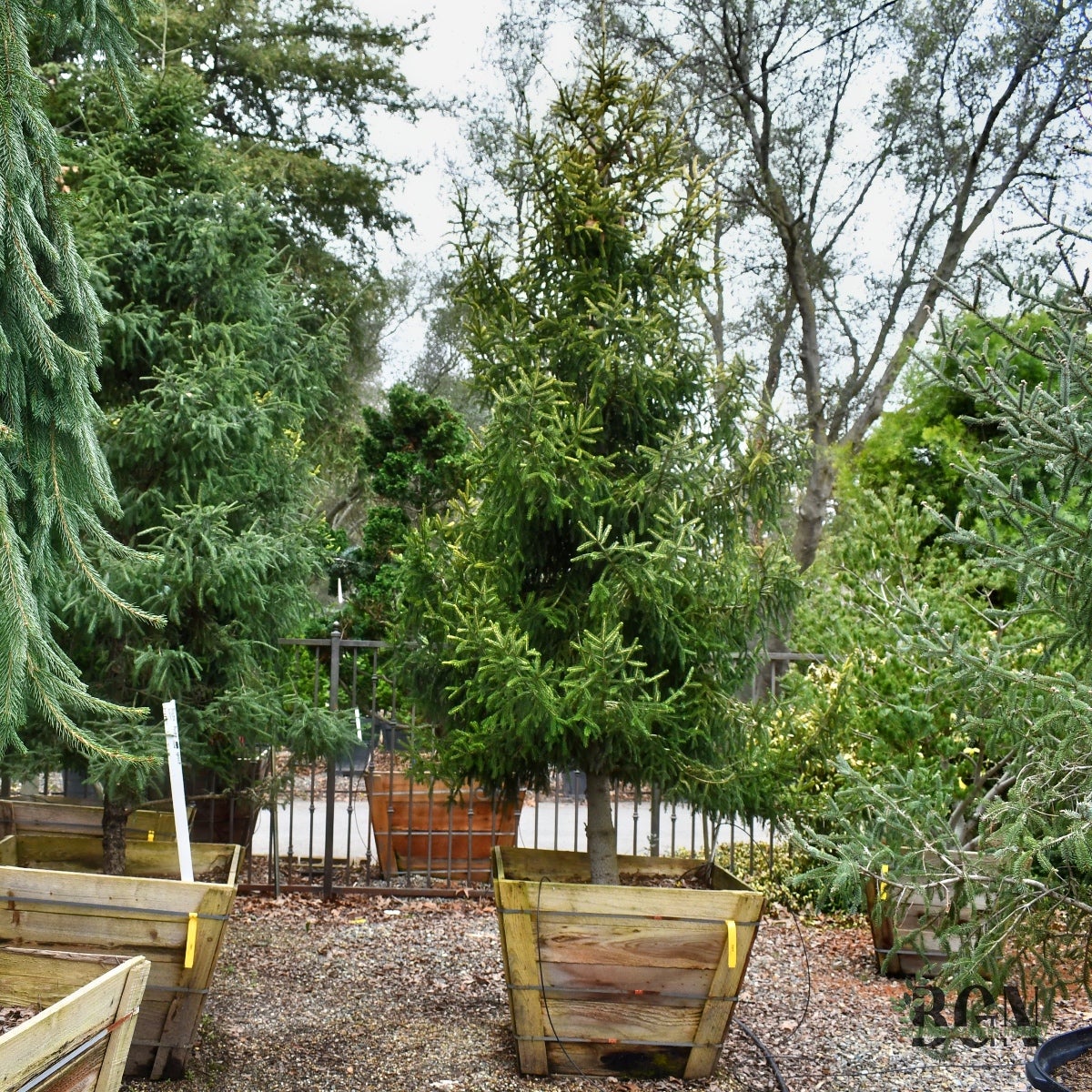 Picea orientalis 'Skylands' 36inBX – Golden Oriental Spruce for