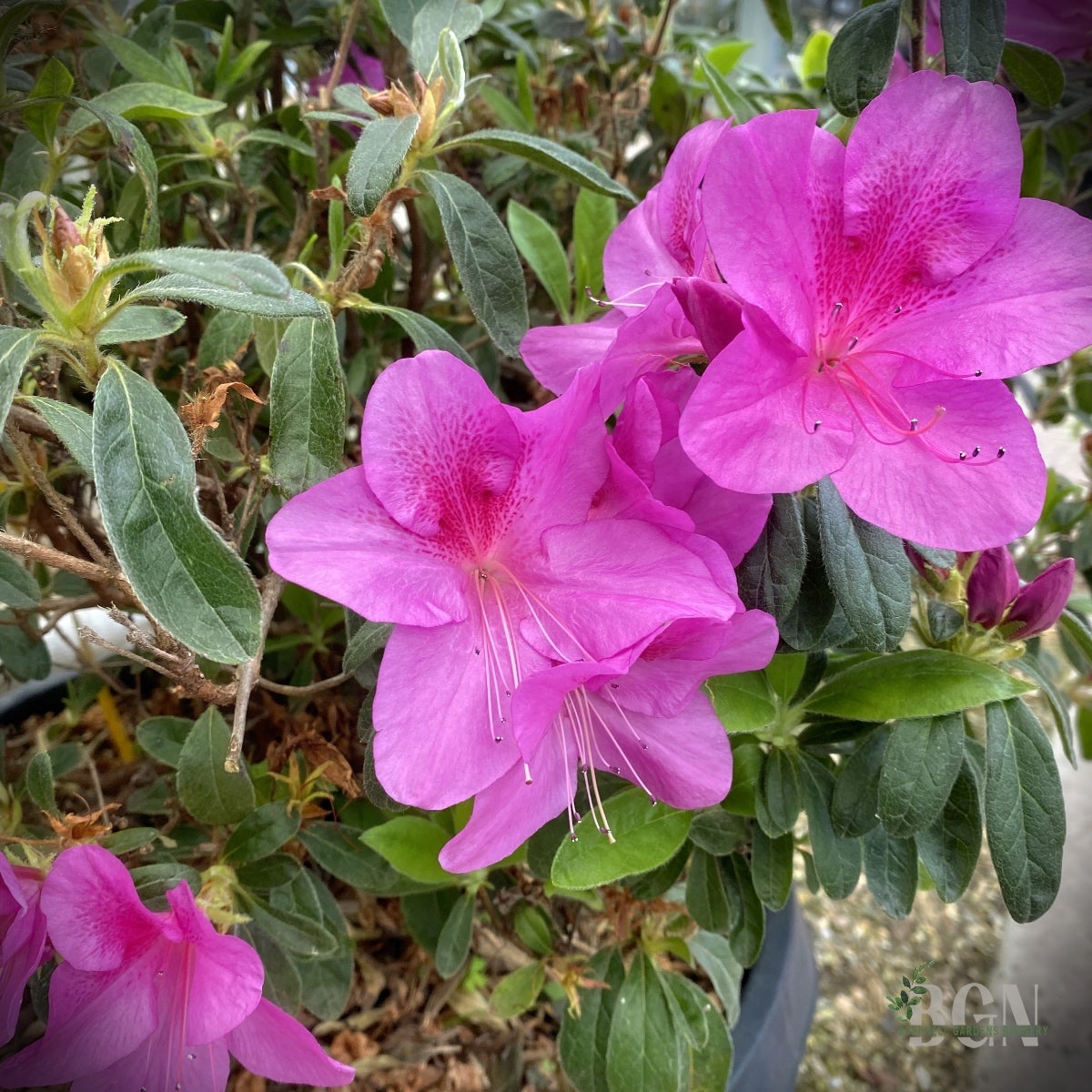 Azalea Bloom-A-Thon® Lavender – Reblooming Evergreen Azalea