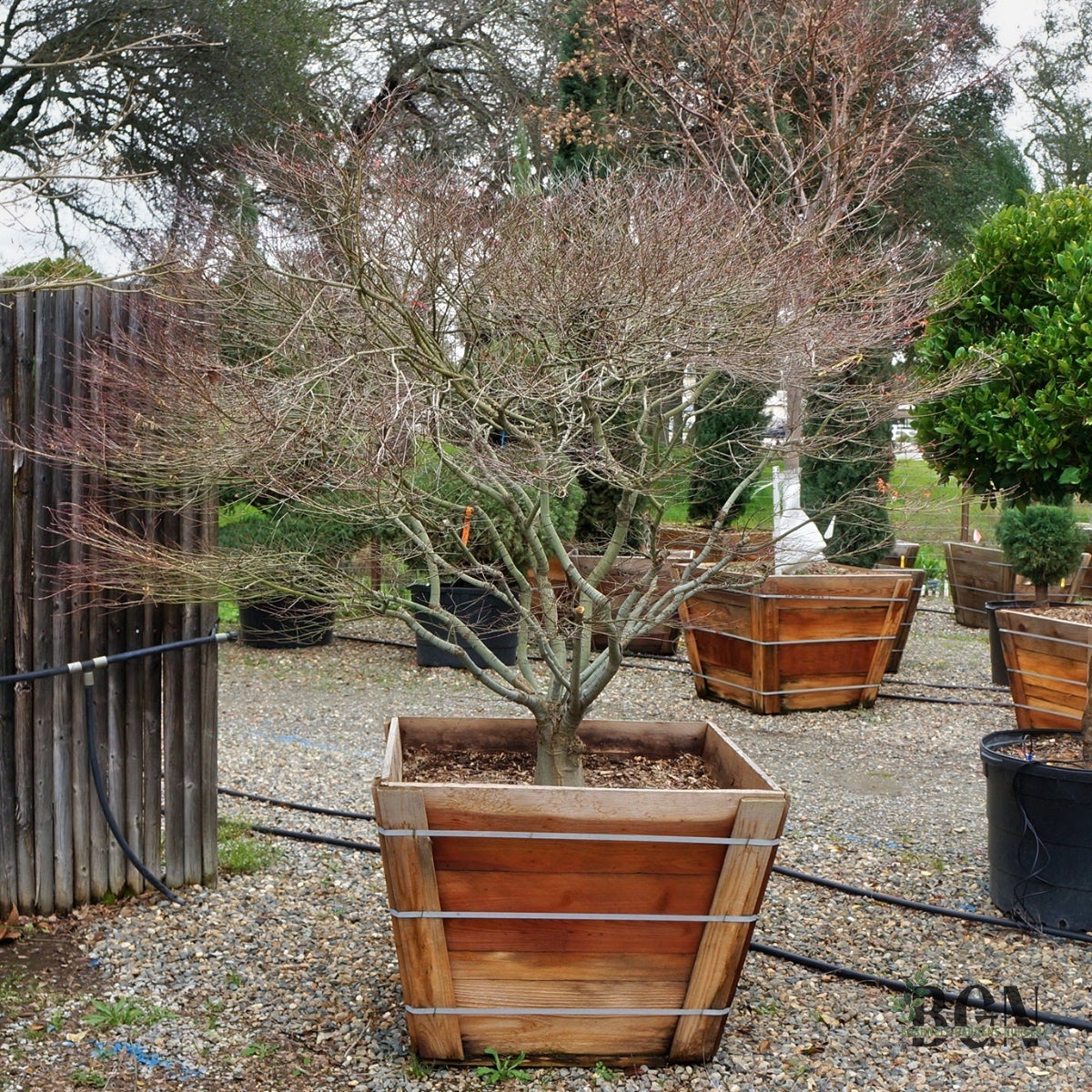Acer palmatum 'Murasaki Kiyohime'  Compact Layered Green and Purple  Japanese Maple (33in Box) | Bushnell Gardens Nursery