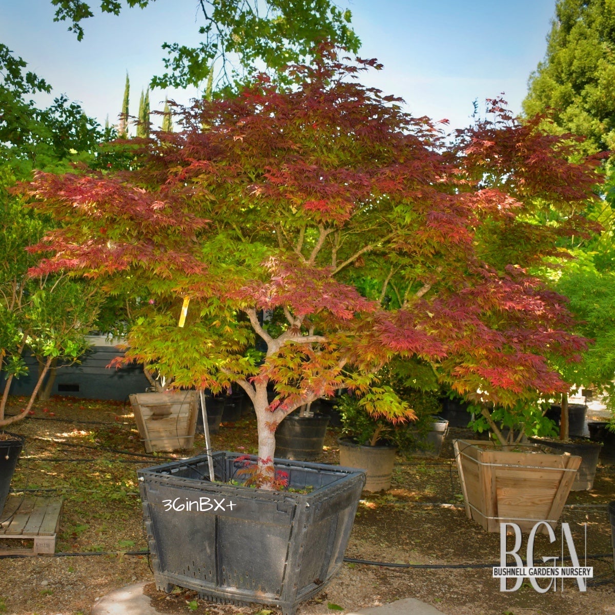 センペルビウム　Oregon Sky Acer palmatum 'Oregon Sunset' – Compact Red Japanese Maple
