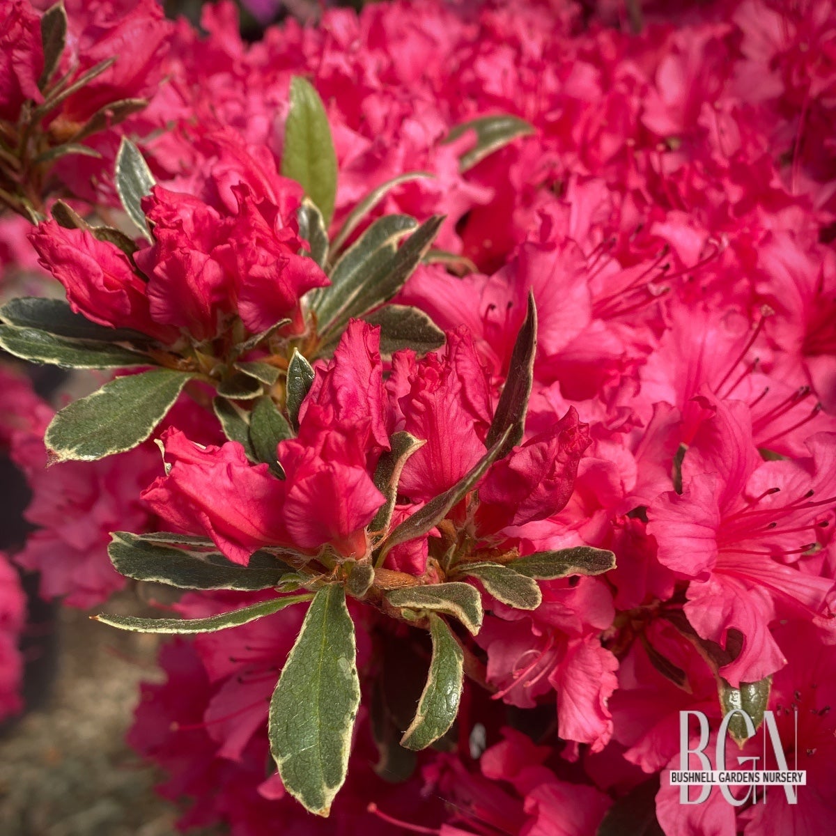 AZALEAS | Bushnell Gardens Nursery