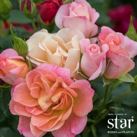 ROSEページ RS MINI Sunblaze® Peach Rose | Bushnell Gardens Nursery