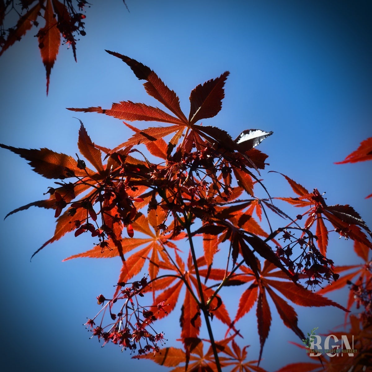 Acer palmatum 'Suminagashi' – Elegant Deep Red Japanese Maple