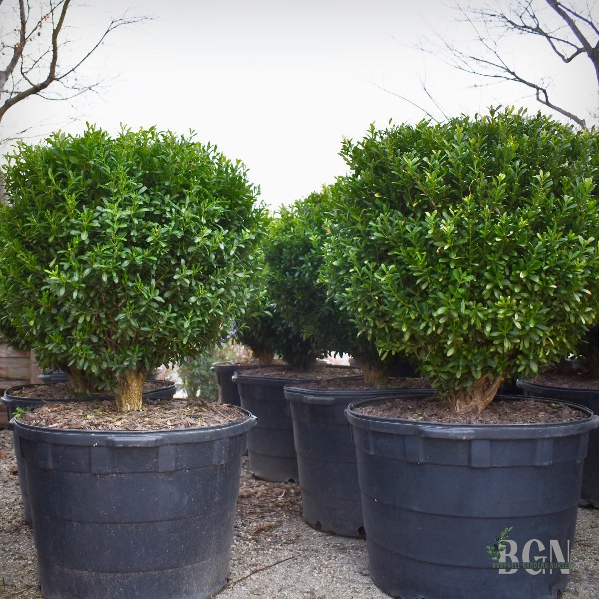 SHR Buxus harlandii #25, image size:1200x1200