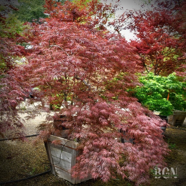 Japanese Maples in Granite Bay | Bushnell Gardens Nursery