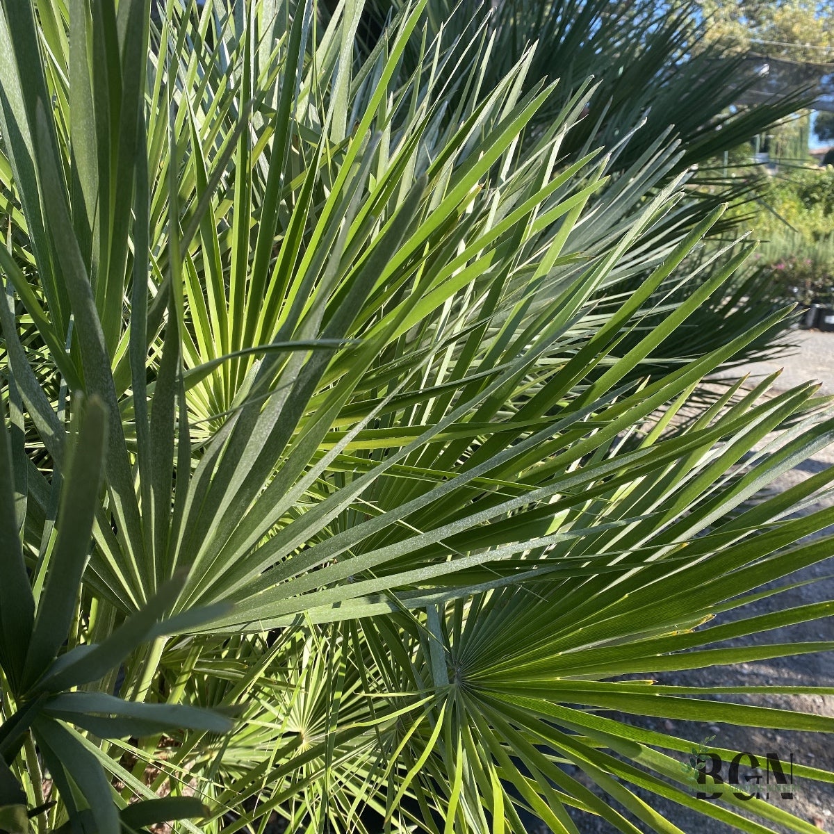 sb plant SB Plant Invigorator Concentrate main image 1