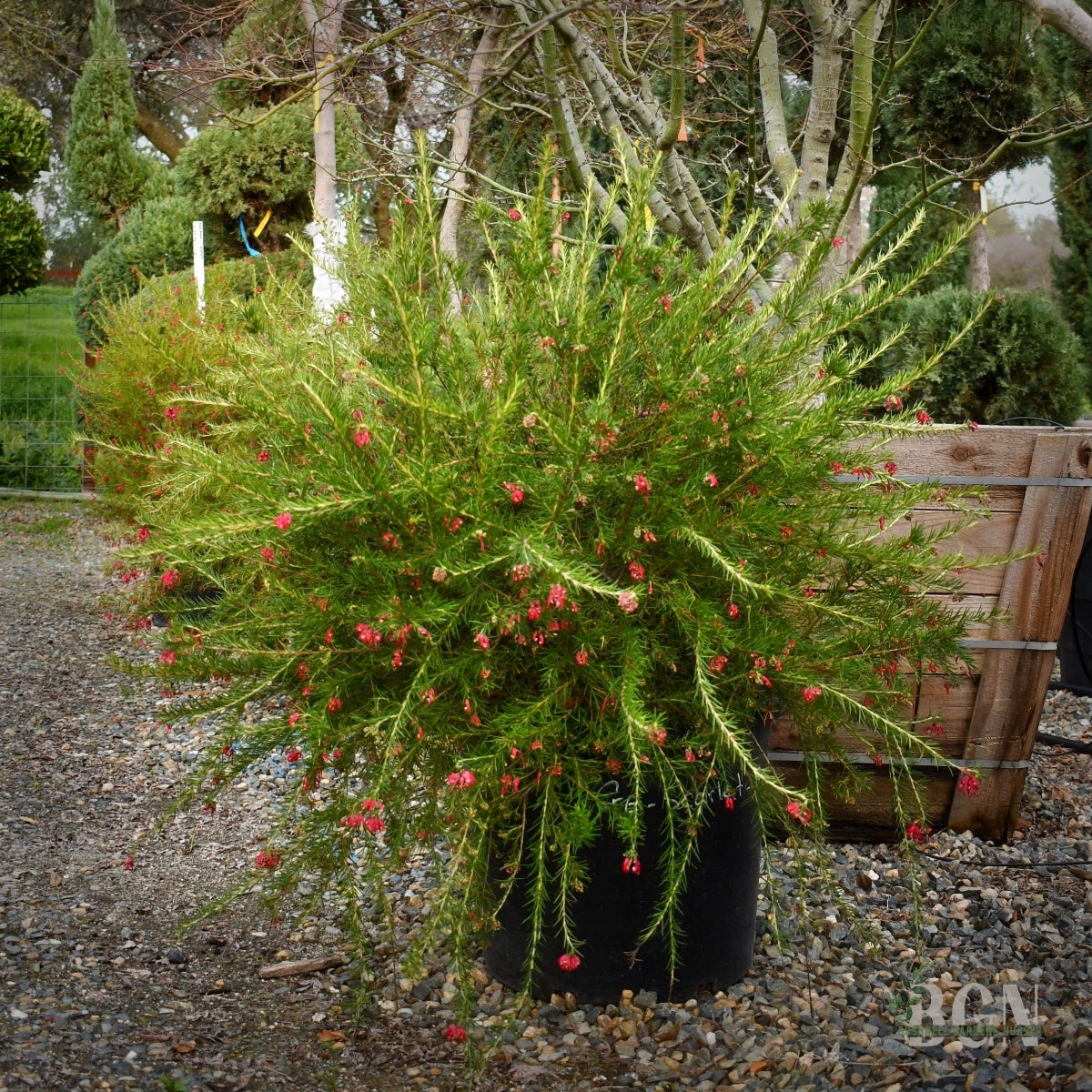 Grevillea rosmarinifolia 'Scarlet Sprite' – Rosemary Grevillea