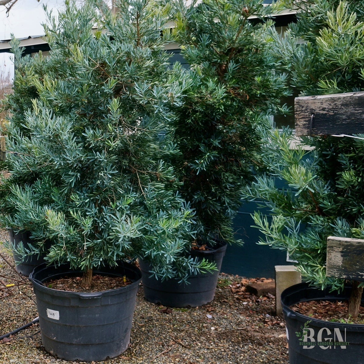 toom thuja smaragd Thuja Smaragd kaufen – schmale Hecke