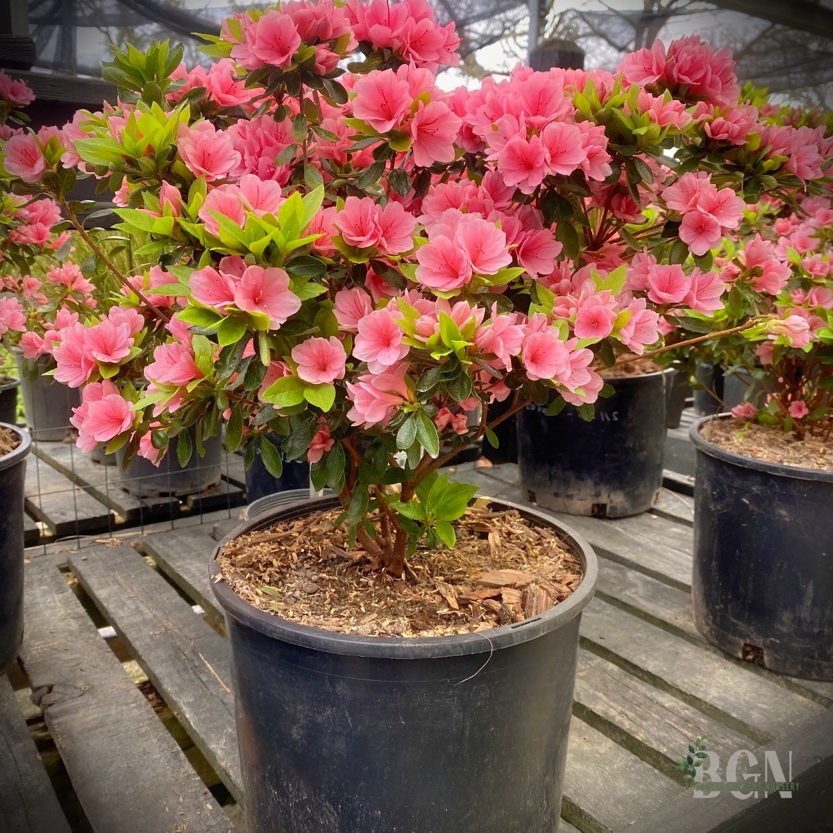 Azalea kurume 'Coral Bells' – Coral Pink Kurume Azalea | Bushnell