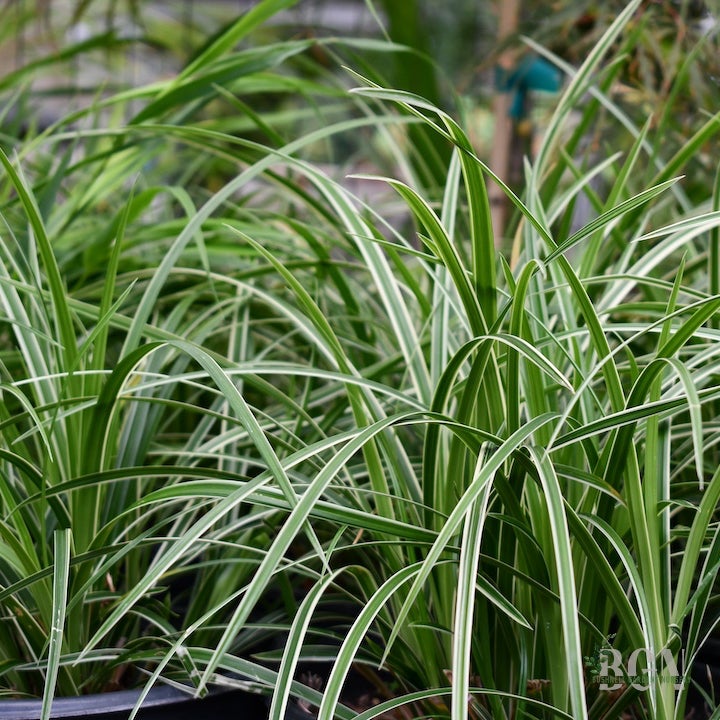 Carex morrowii 'Ice Dance'  Evergreen Variegated Sedge for Shade Gardens