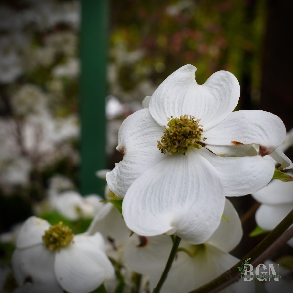 Cornus florida 'Cloud Nine' – Heavy Blooming White Flowering