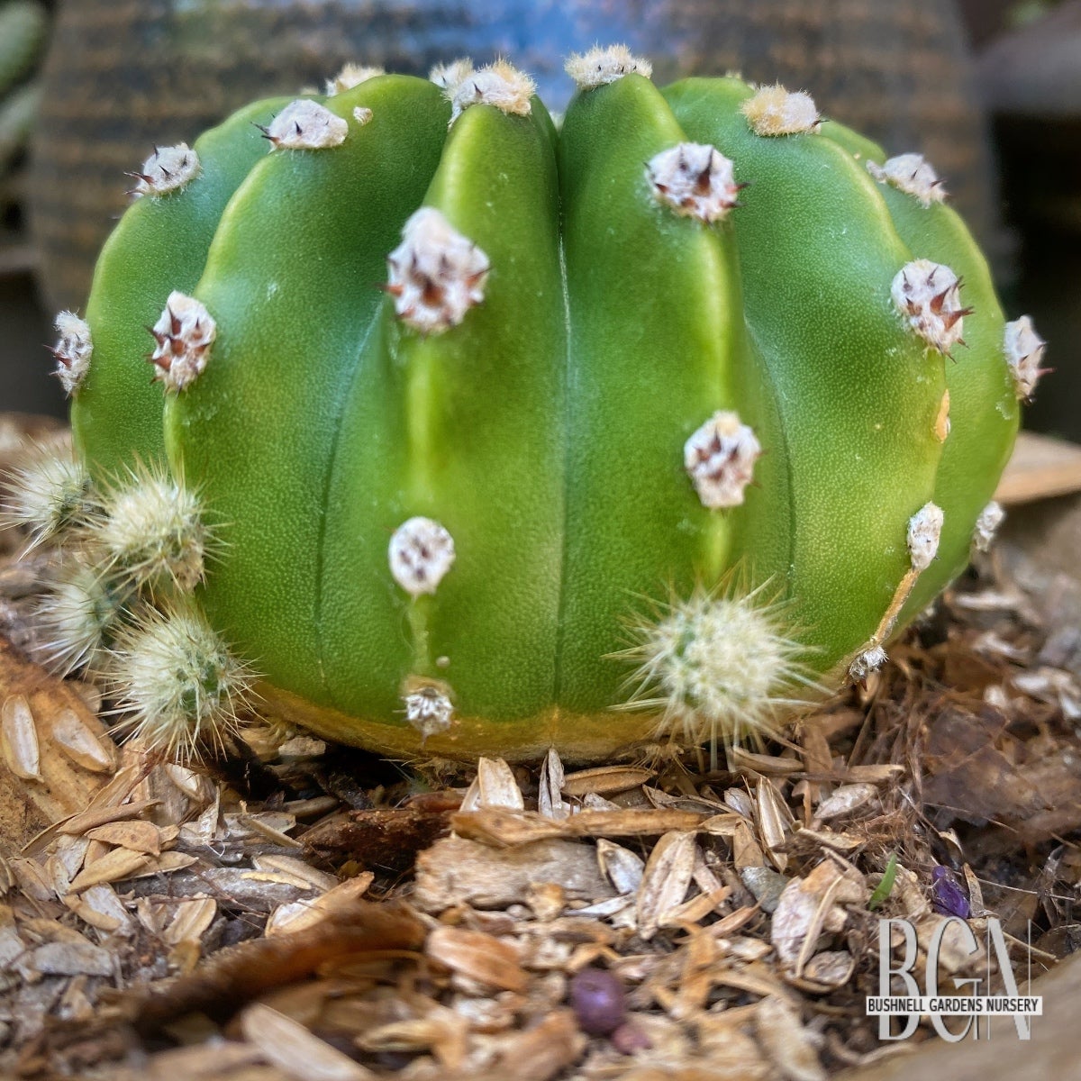 SUC Lobivia ancistrophora 5in