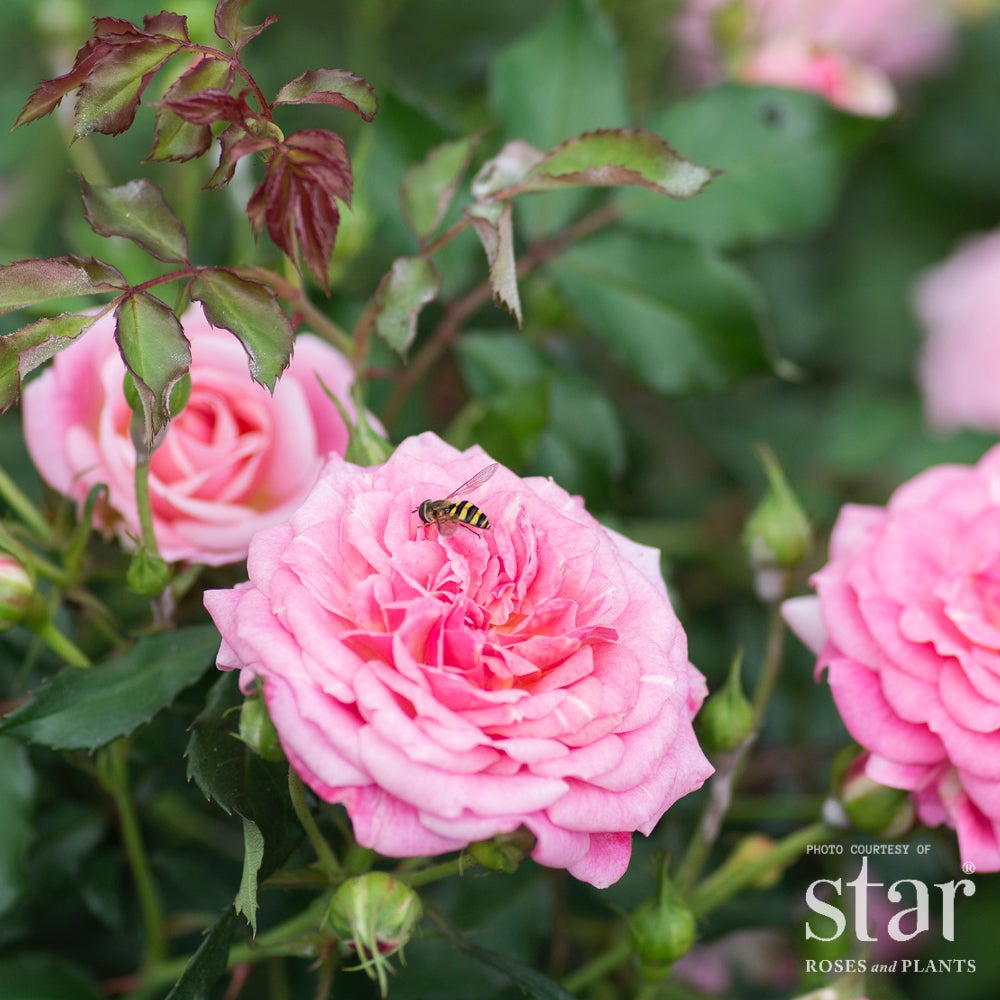 Sweet Drift® Rose – Pink Groundcover Rose | Bushnell Gardens