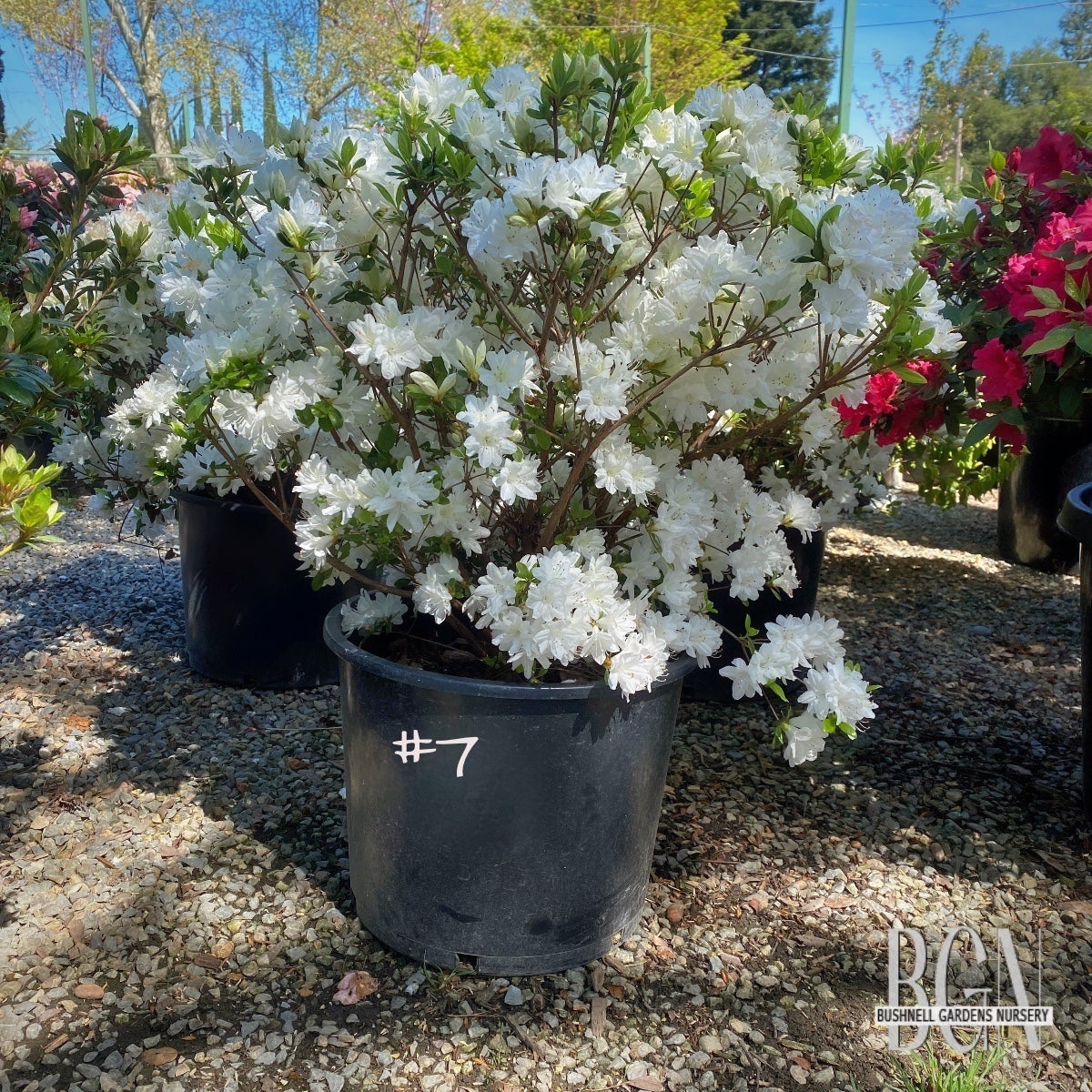 Azalea kurume 'Snow' – White Kurume Azalea | Bushnell Gardens