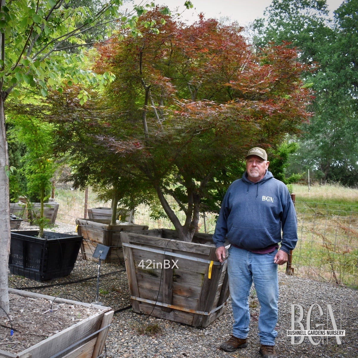 Acer palmatum 'Suminagashi' – Elegant Deep Red Japanese Maple