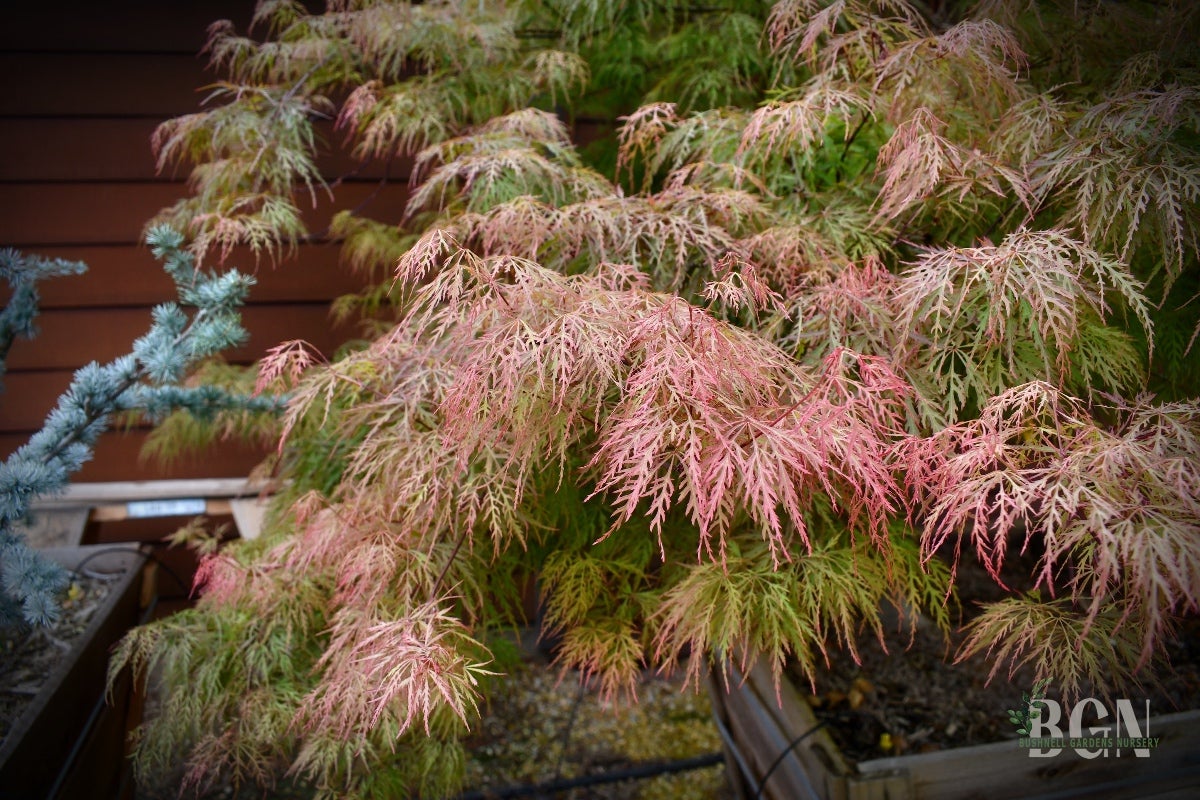 Acer palmatum 'Baldsmith' – Mature Cascading Pink and Green