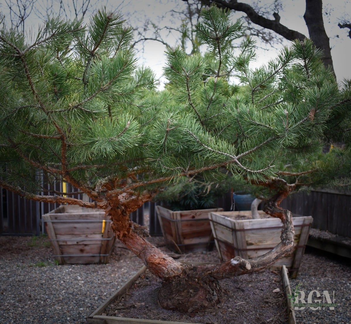 Pinus sylvestris 'Hillside Creeper' 36inBX – Spreading Scots Pine