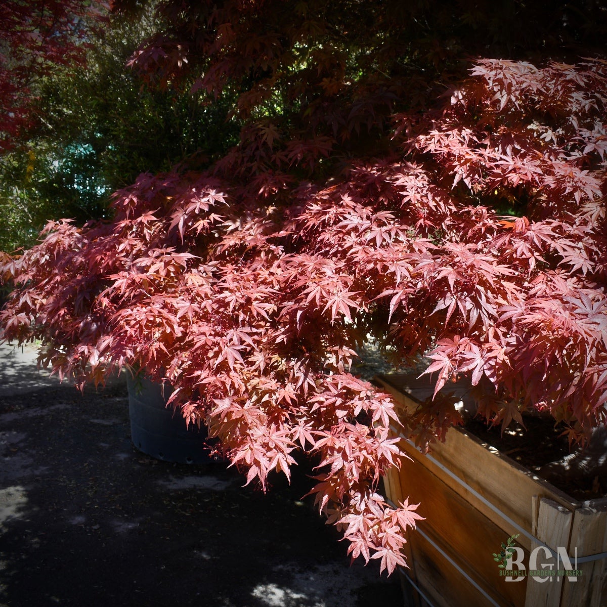 Acer palmatum 'Skeeter's Broom' – Red Japanese Maple | Bushnell