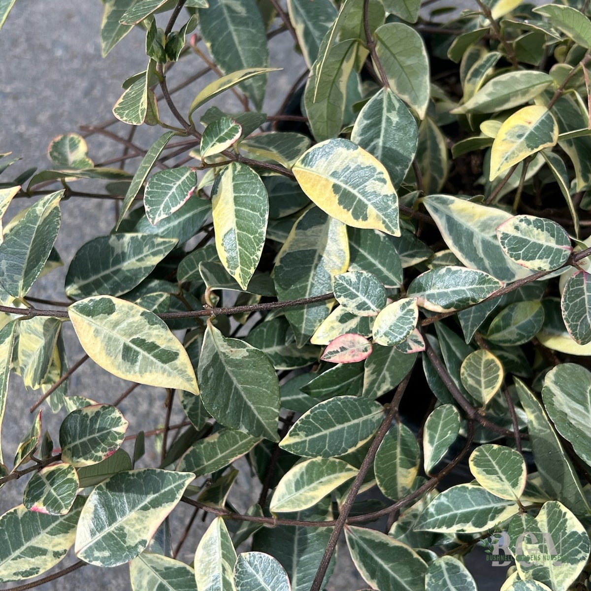tradescantia variegata Tradescantia sillamontana variegata main image 1