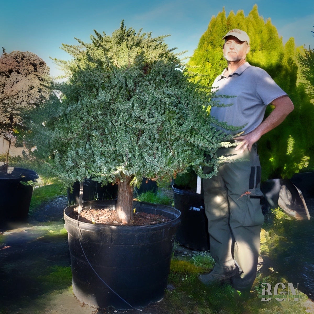Juniperus procumbens 'Nana' STD #45 – Dwarf Japanese Garden