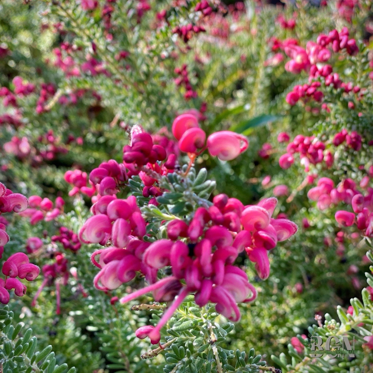 Grevillea lanigera 'Coastal Gem' – Woolly Grevillea | Bushnell