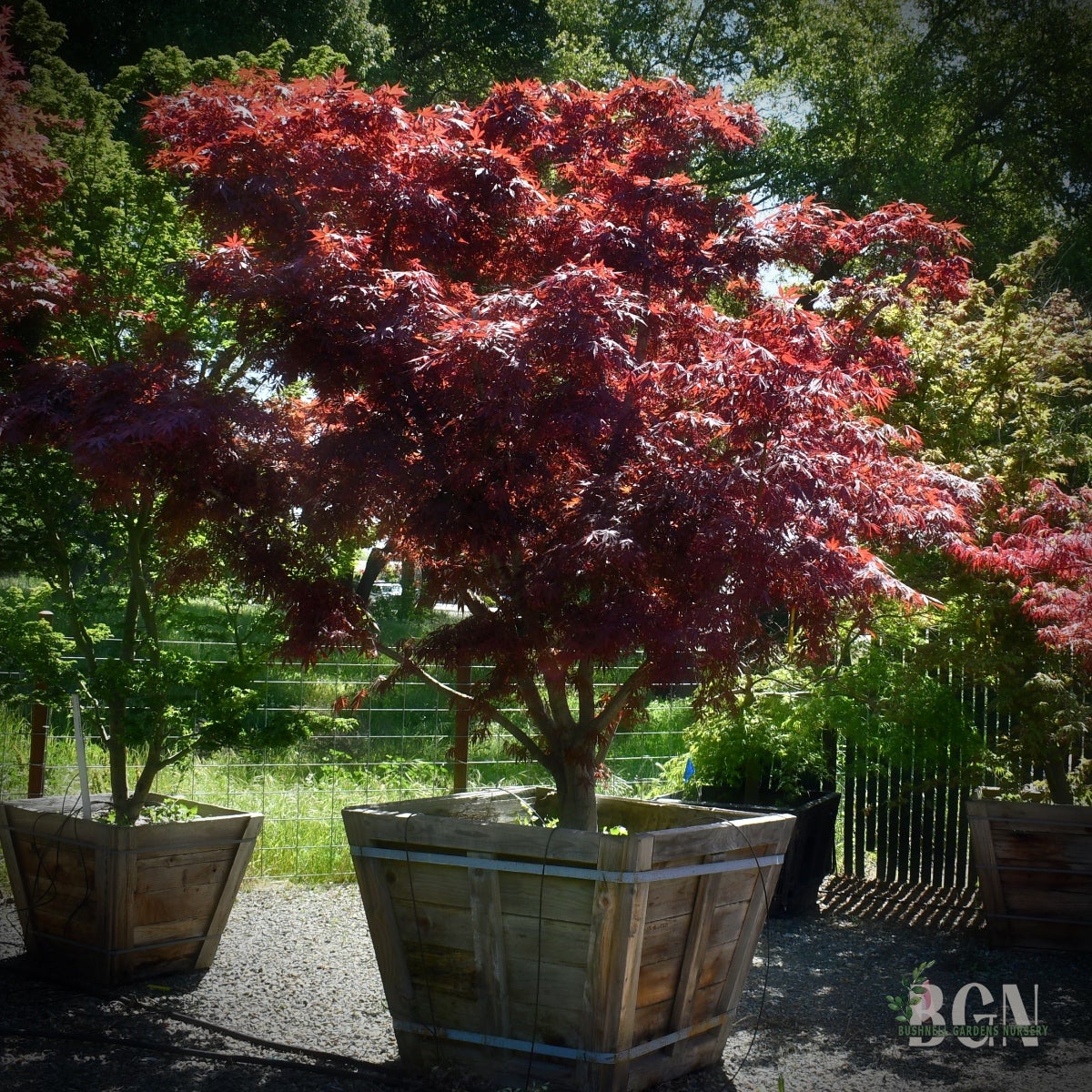 Acer palmatum 'Suminagashi' – Elegant Deep Red Japanese Maple