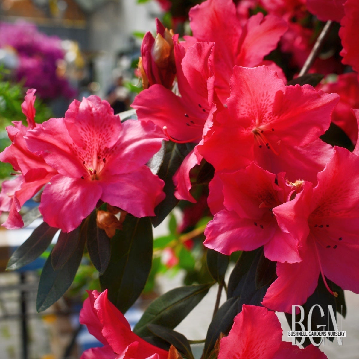 AZALEAS | Bushnell Gardens Nursery