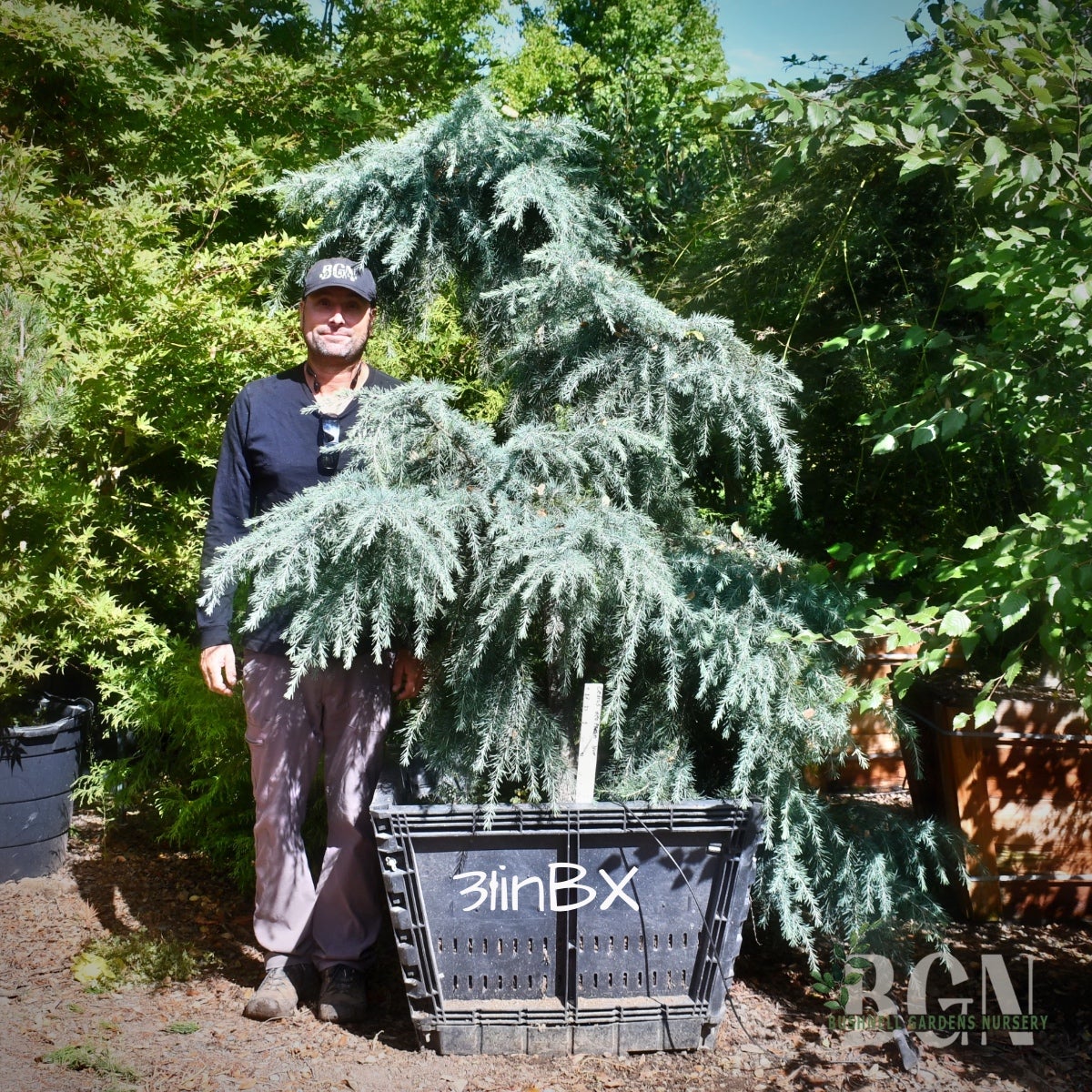 Cedrus deodara 'Feelin' Blue' 31inBX – Low Spreading Blue Cedar