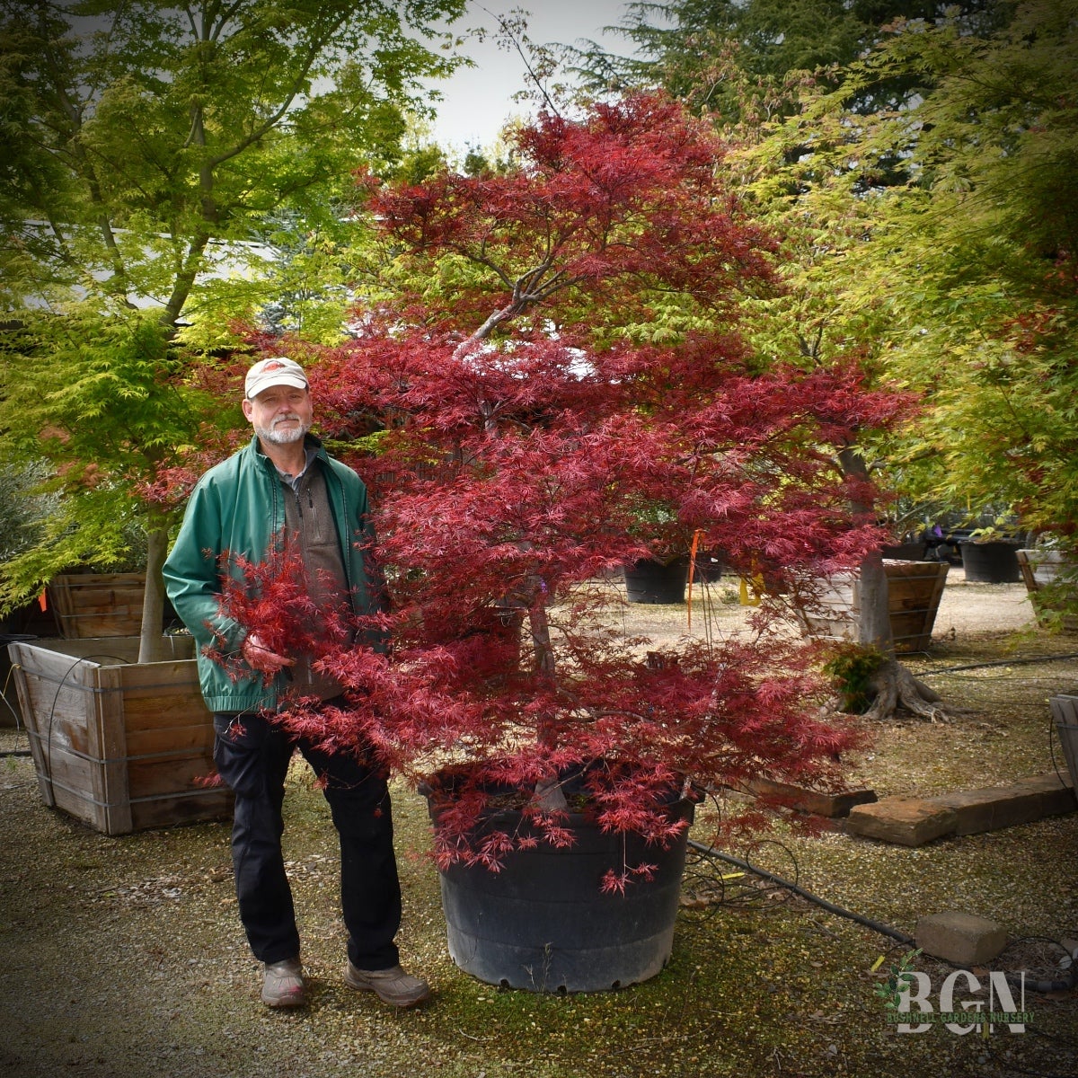 あでいも Acer palmatum var. dissectum 'Tamukeyama' – Cascading Deep Red